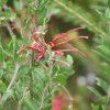 Red Spider Grevillea